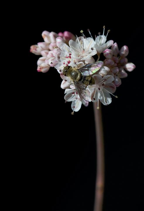 Buckwheat, Eriogonium.jpg